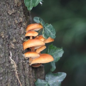 La Collybie à pied velouté