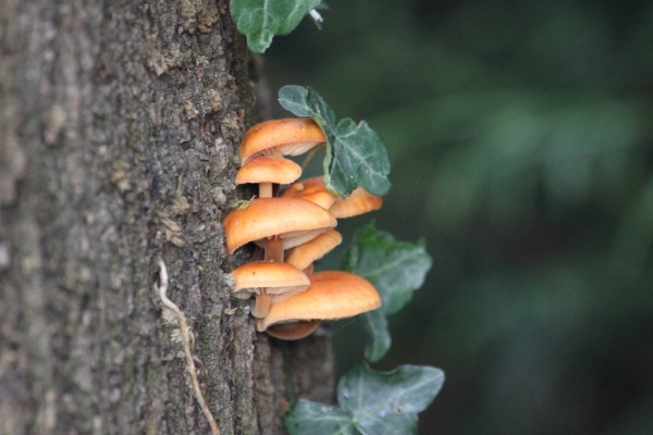 La Collybie à pied velouté