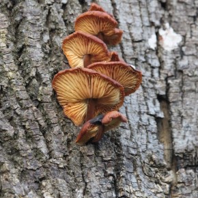 La Collybie à pied velouté