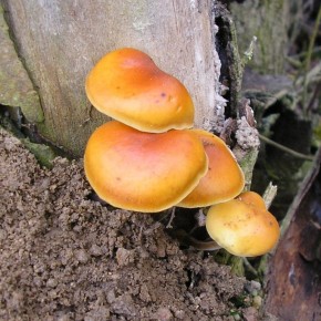 La Collybie à pied velouté