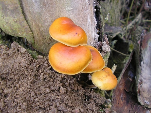 La Collybie à pied velouté