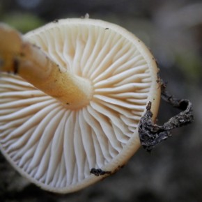 La Collybie à pied velouté