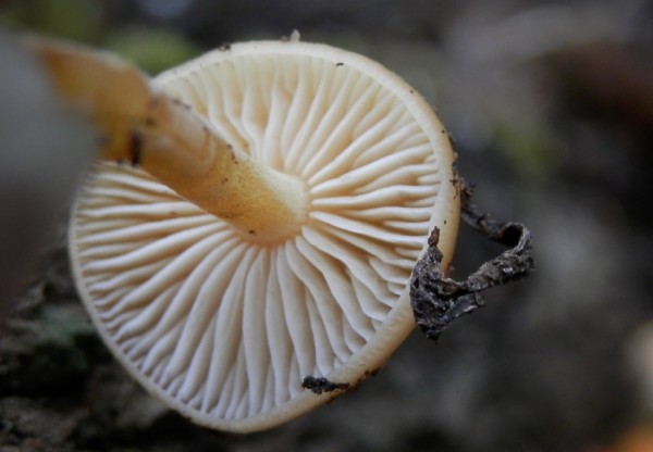 La Collybie à pied velouté