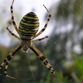 Argiope bruennichi (Scopoli, 1772) - L'Epeire frelon