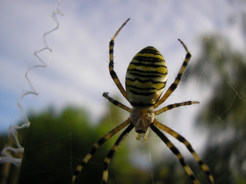 Argiope Bruennichi Scopoli 1772 L Epeire Frelon Araign es For t D Argiope Bruennichi Scopoli 1772 L Epeire Frelon Araign es For t D