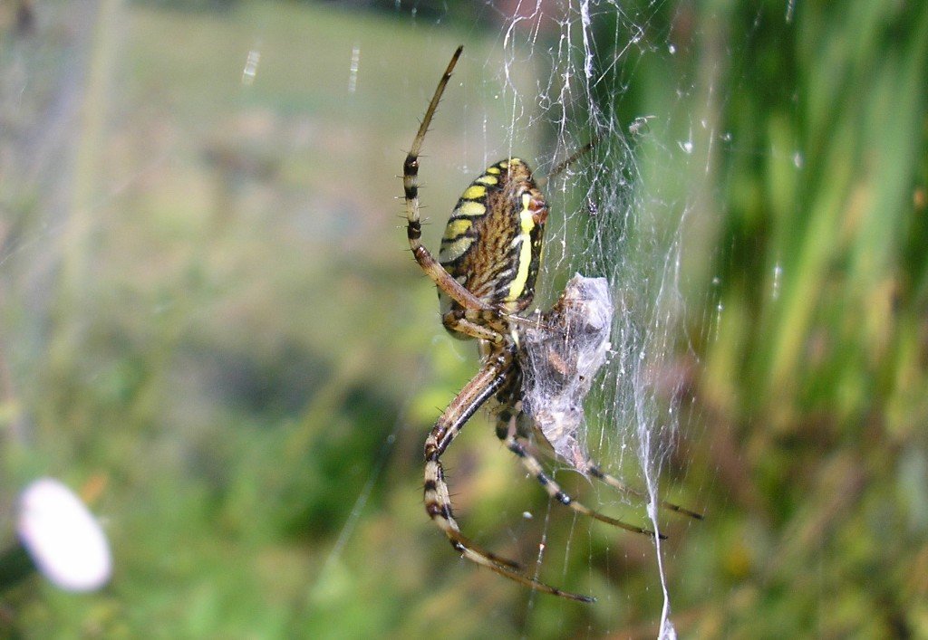 Argiope Bruennichi Scopoli 1772 L Epeire Frelon Araign es For t D Argiope Bruennichi Scopoli 1772 L Epeire Frelon Araign es For t D