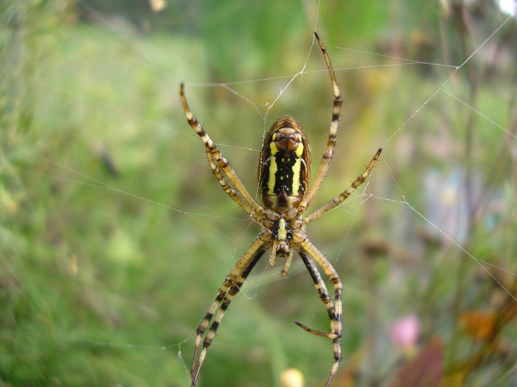 Argiope Bruennichi Scopoli 1772 L Epeire Frelon Araign es For t D Argiope Bruennichi Scopoli 1772 L Epeire Frelon Araign es For t D