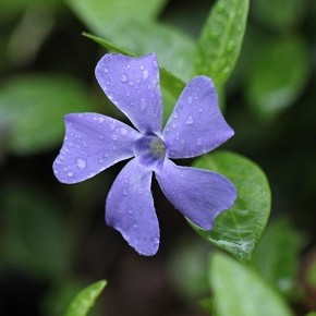 Vinca minor, Linné, 1753. - La Petite pervenche