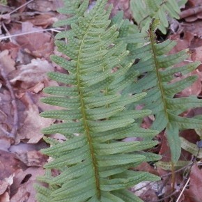 Polypodium vulgare, Linné, 1753. – Le Polypode vulgaire