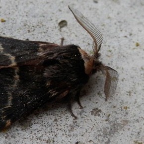 Poecilocampa populi (Linnaeus 1758) - Le Bombyx du peuplier