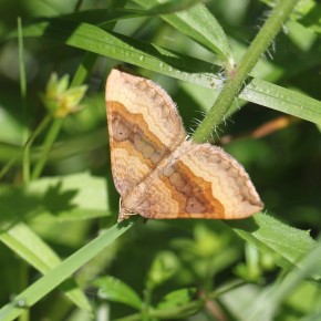 Papillon de nuit. Geometridae : Larentiinae.