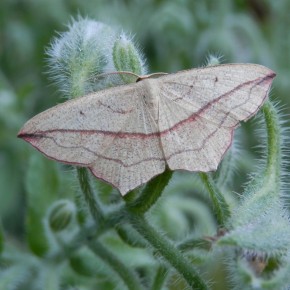 Papillon de nuit. Geometridae : Sterrhinae.