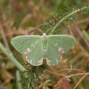 Papillon de nuit. Geometridae : Alsophilinae, Archiearinae, Geometrinae.