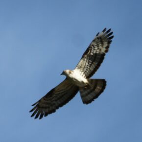 Oiseaux de la forêt d'Orléans.